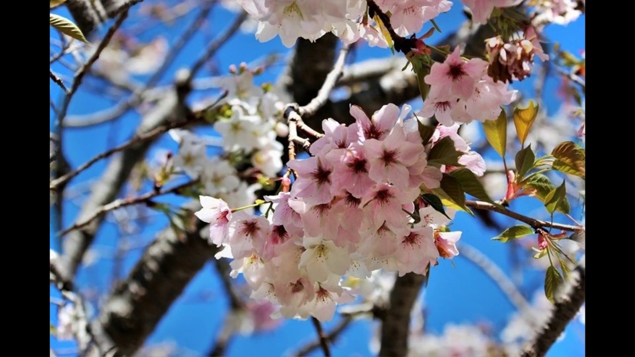 Cherry Blossom In San Mateo Central Park Japanese Tea Garden San