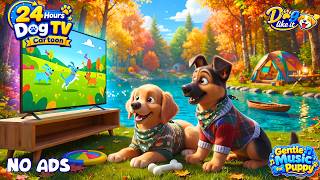 24H Dog Cartoon TV 🐶📺Crazy Fun With Squirre🐿️Anxiety TV for Dogs Home Alone | Calm &amp; Gentle Music