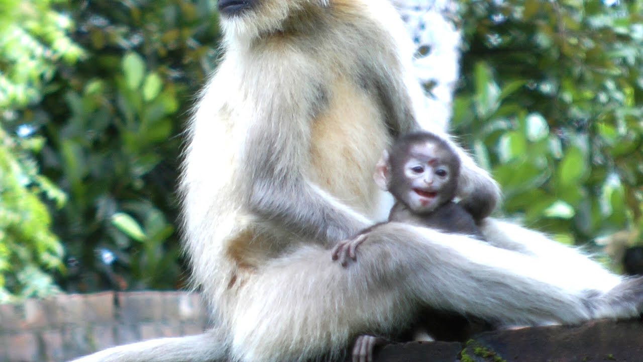 Injured Newborn Baby Monkey So Cry II Mom Absent YouTube