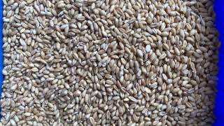optical sorting for wheat(first sorting video）
