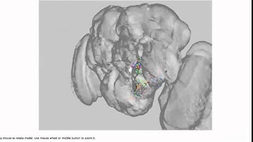 NBLAST: How to look at clusters in WebGL using Virtual Fly Brain