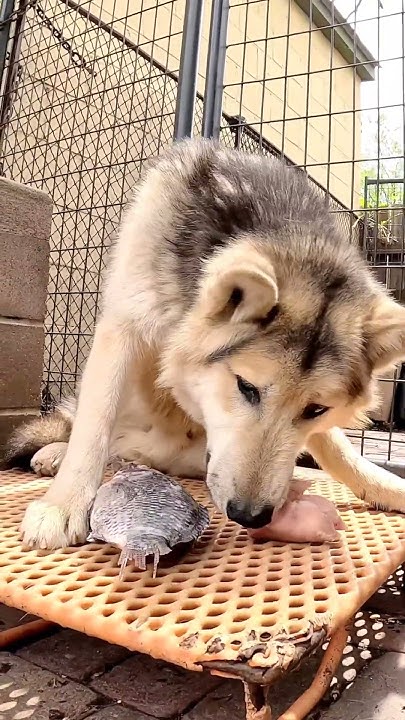 raw-fish-bones-dangerous-for-dogs-to-eat-shorts-youtube
