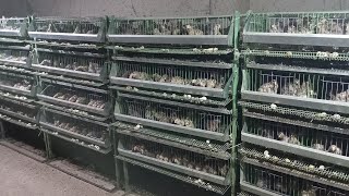 картинка: Бедана излаганларга сотилади
