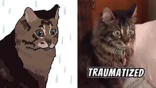Draw | Meme Cat |  Cat memes: 100% guaranteed laughs 😂