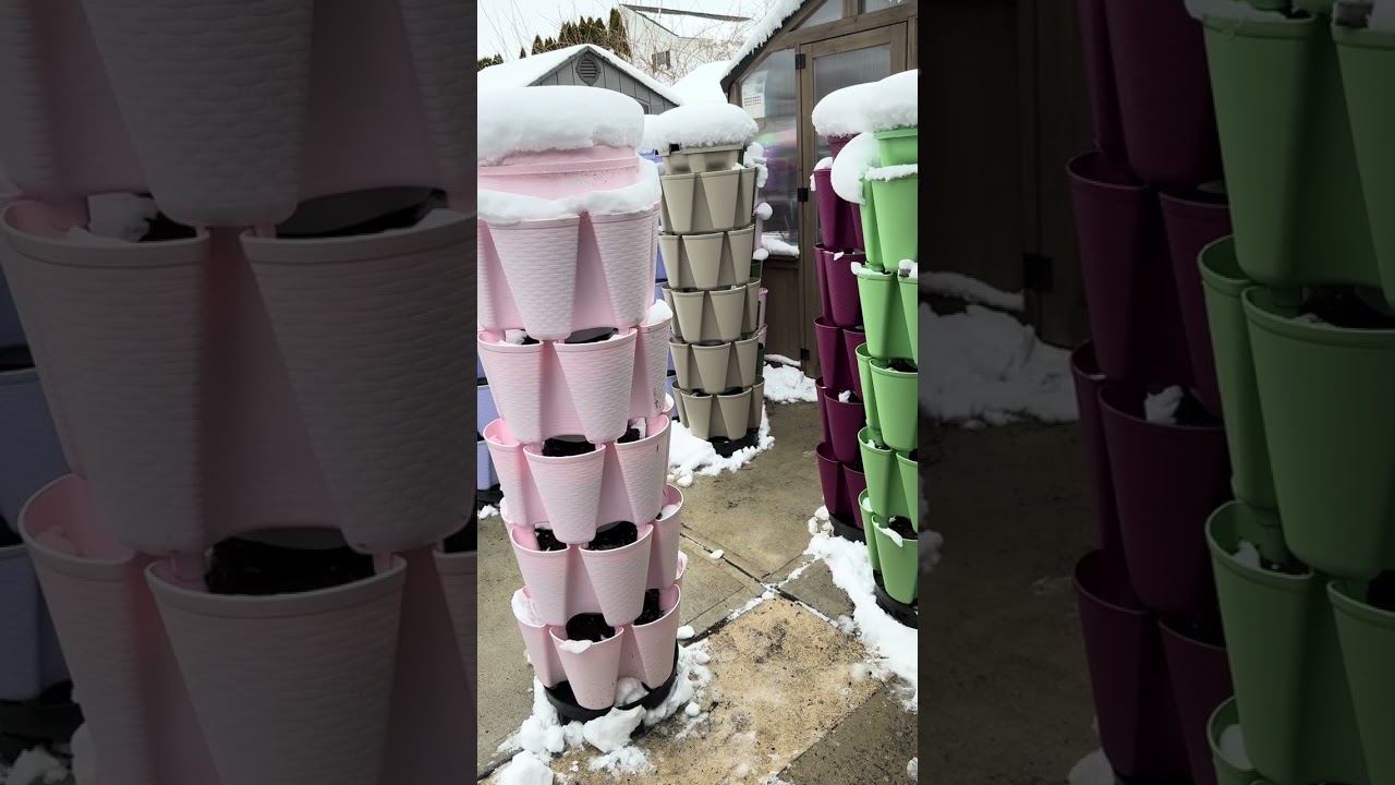 Entry video for #Survivalseeds2026 with @vineyardchickshomestead 