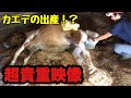 蓼科の日常～非日常？ポニーの出産シーン～