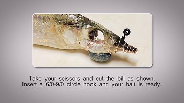 Circle hook ballyhoo rigging with Ringer Swivels