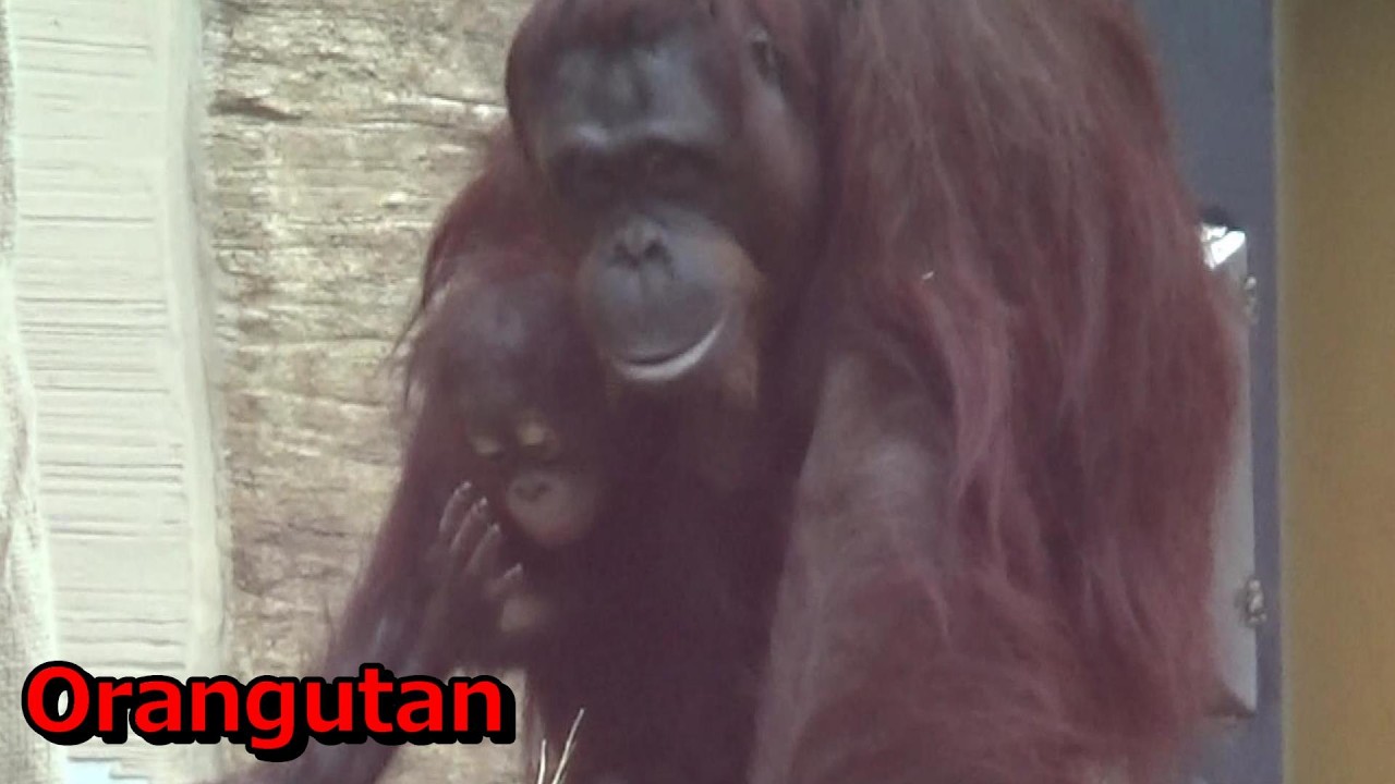 Amazing orangutan family #568 オランウータン家族の日常【Cute