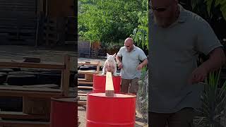 Bull Terrier Training Compilation Solo The Mighty