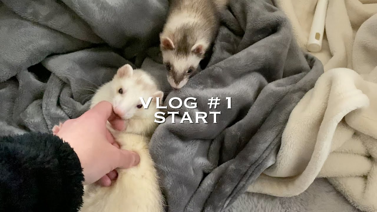 【Vlog＃1】美容師の休日　ペットも初登場！