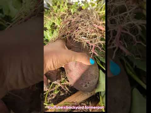 Sweet potato harvest PLUS FREE THANK YOU GIFTS to my YouTube subscribers