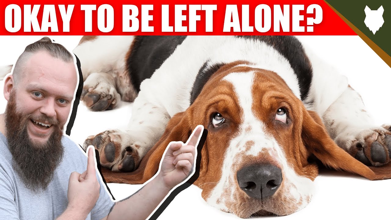 Can A Basset Hound Be Left Alone?