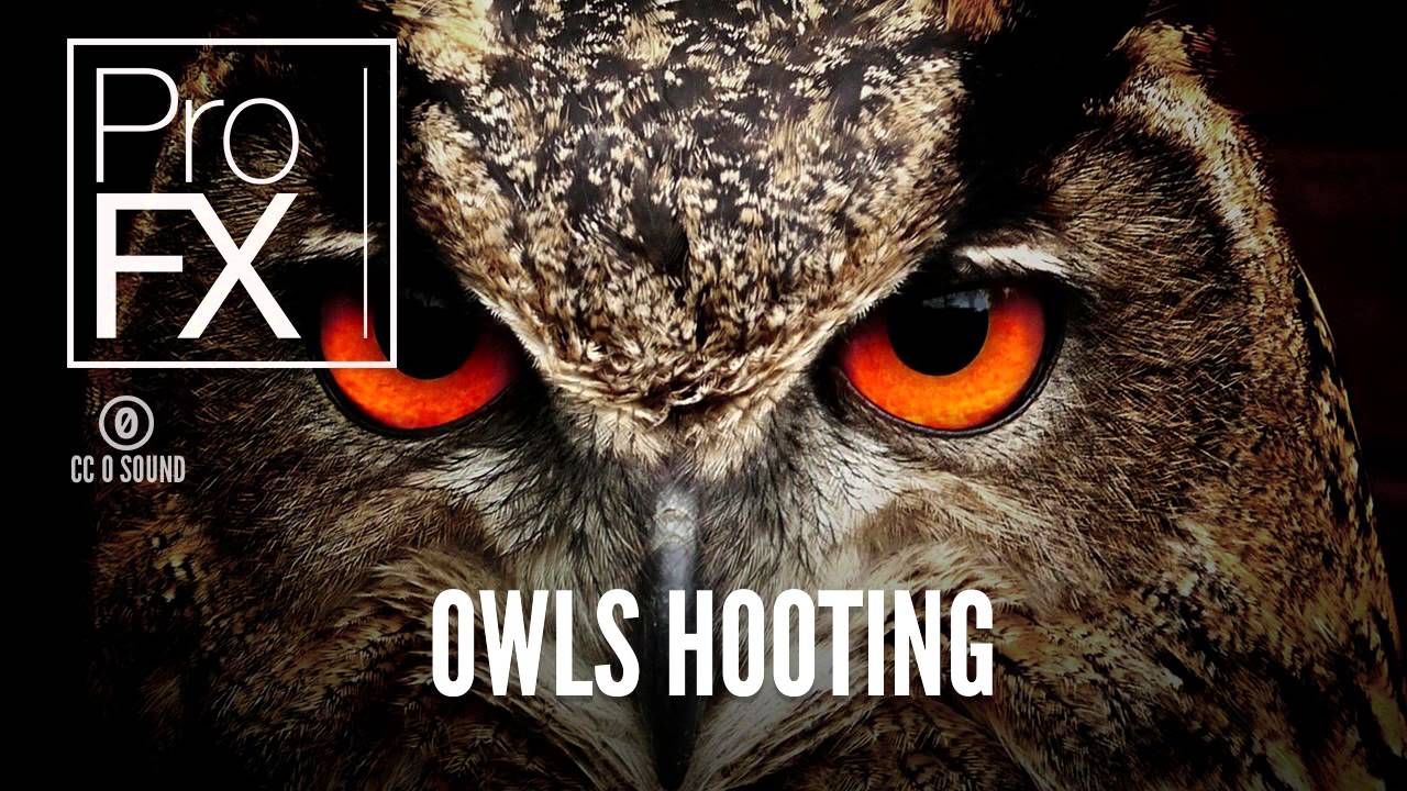 Owls Hooting Animal Sound Effects ProFX (Sound, Sound Effects, Free