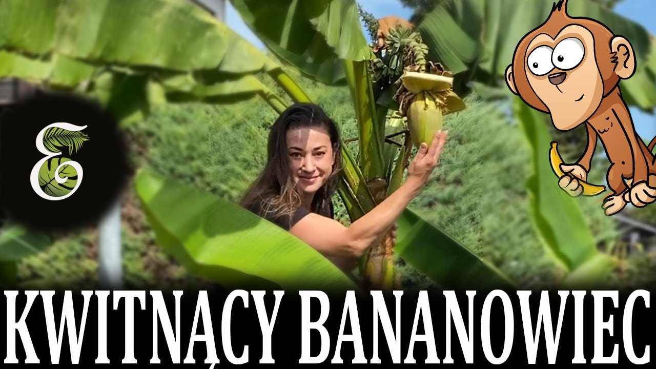 Zakwitły bananowce w ogrodzie❗❗❗ 😍😍😍❗❗❗ Wszystko o kwitnieniu bananowców .Egzotycznie