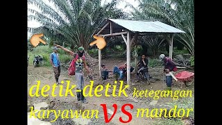 Adu nyali antara karyawan vs mandor perkebunan kelapa sawit.