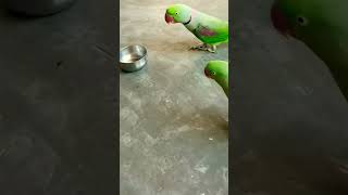 angry? मिठू funny?????toto❤️honeyparrotlover funnyshorts shortsvideo youtube