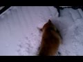 Snow Shiba!!