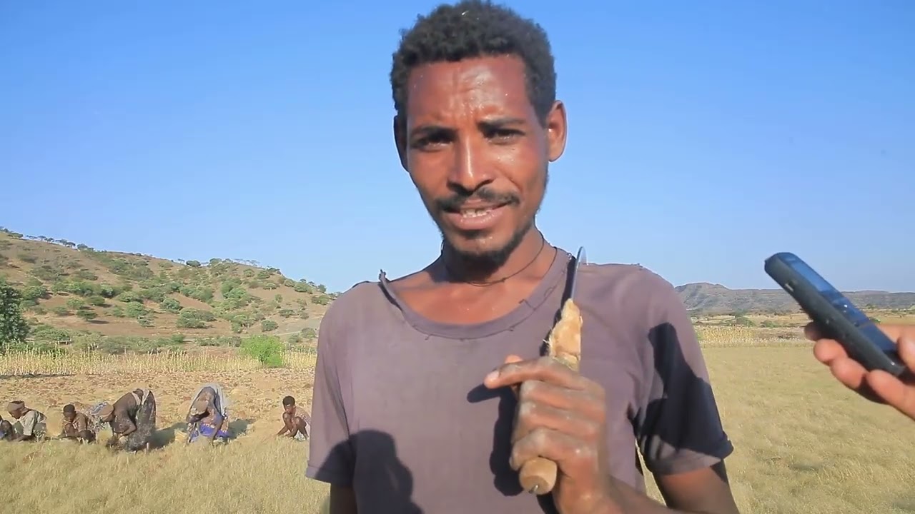 የሰሃላ ሰየምት ወረዳ የሰብል አሰባሰብ ሂደት