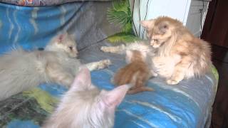 Kitten has many nannies.У котенка много нянек. Kitten has many nannies.У котенка много нянек.