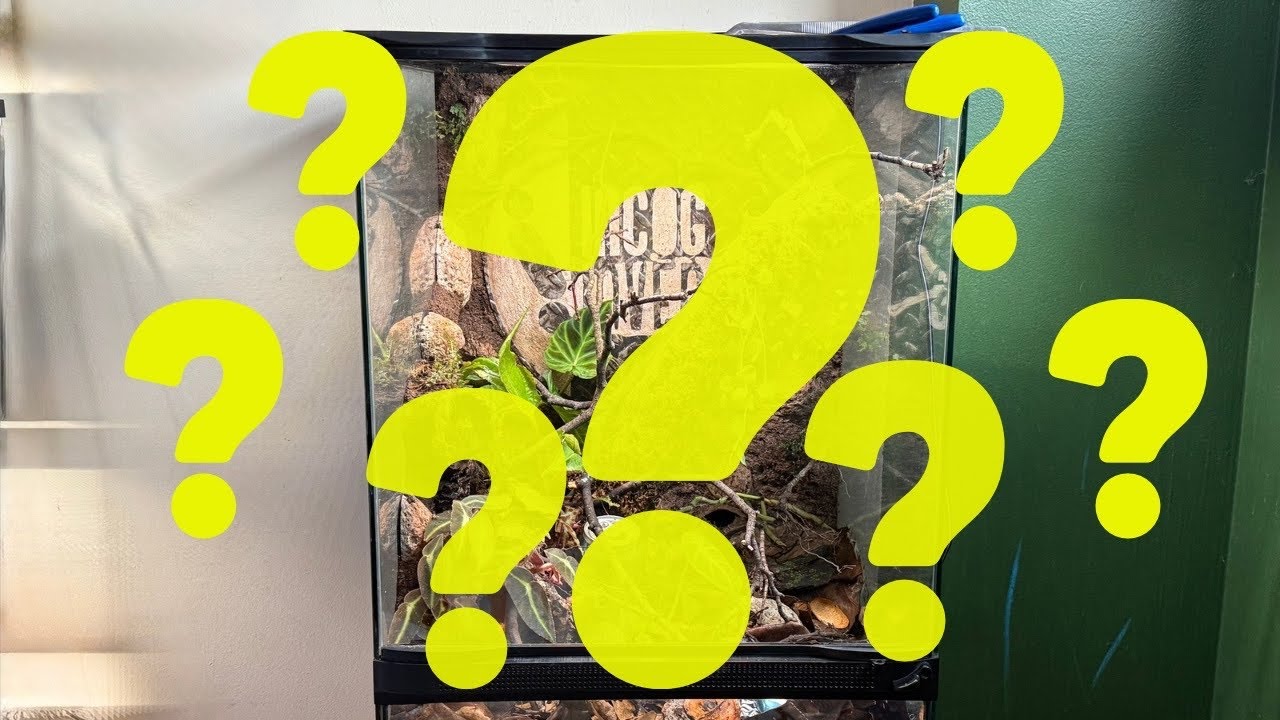 Я испортила свой новый террариум?!