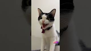 Belly Laughs Unforgettable Funny Video Moments