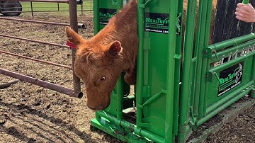 Real Tuff Manual Headgate