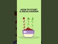 How to Start a Salsa Garden #shorts