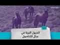الخيول البرية في جبال الأناضول 