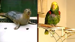 Animals Who Learned to Mimic Humans