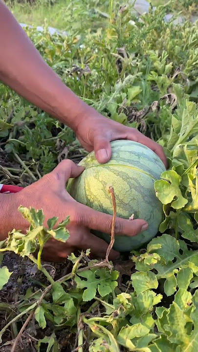 Buah semangka fresh #watermelon