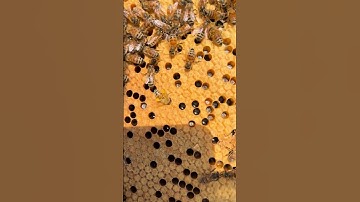 THIS IS!A BEE MOMENT!! LIVE FROM THE HIVE!PULLING FIRST FULL FRAME! FULL OF BROOD!#asthegardenturns