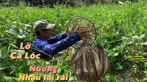 Thăm lờ Cá Lóc về nướng mỡ hành nhậu lai rai bên chòi lá | Cù Lao Dung Vlogs