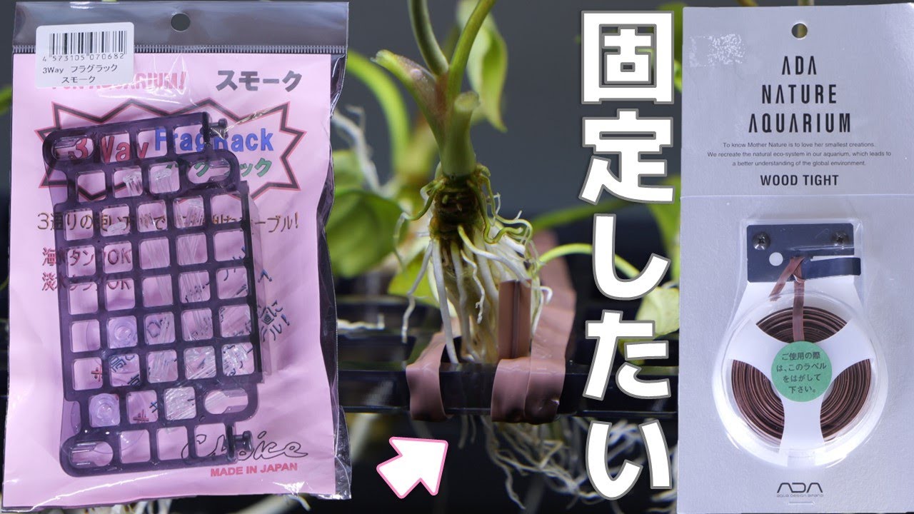 鉛巻きを使わずに水草を固定してみた。Choice 3Wayフラグラック