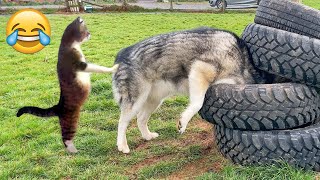 Try Not To Laugh Dogs And Cats 😁 - Best Funniest Animals Video 2024 - Part 33 by Epic Failz 36,000 views 2 months ago 22 minutes