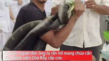 Chuyển người đàn ông bị rắn hổ mang chúa cắn đến Bệnh viện Chợ Rẫy cấp cứu