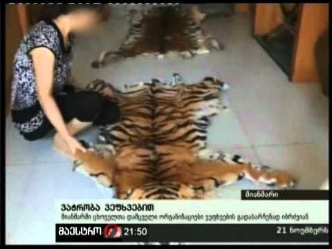 19/11/10 ვაჭრობა ვეფხვებით