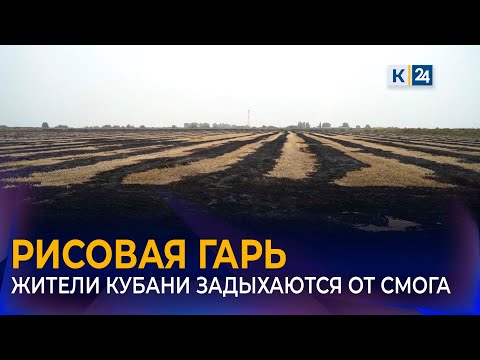 На загрязнение воздуха из-за сжигания рисовых отходов пожаловались жители Кубани