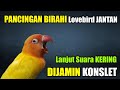 PANCINGAN BIRAHI LOVEBIRD JANTAN KONSLET LANJUT SUARA KERING