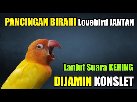 Masteran Lovebird Jantan Birahi Tinggi Untuk Memancing Birahi Bunyi
