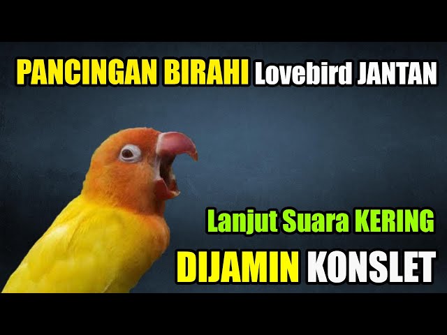 PANCINGAN BIRAHI LOVEBIRD JANTAN KONSLET LANJUT SUARA KERING class=