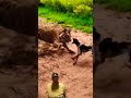 OMG!🤯Tiger attack a Dog in the Park 何てことだ! 虎が犬と 攻撃した #tiger #youtubeshorts
