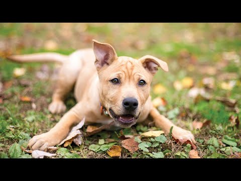 Zoonosis: Conteo y registro de perros callejeros