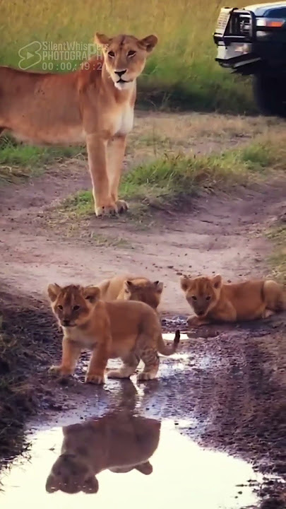 Lioness And Her 3 Tiny Cubs