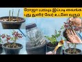  cuttings        rose cuttings tamil rose garden fertilize