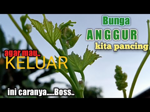 Video: Bagaimana Dan Apa Yang Hendak Dipancing Pada Bulan Jun (Sehingga Air Menjadi Panas)