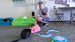 San Diego Cat Cafe