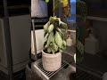 水が足りないと主張が激しい観葉植物ダニア・アフェランドラ