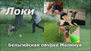 Бельгийская овчарка Малинуа   Приключения с Локи