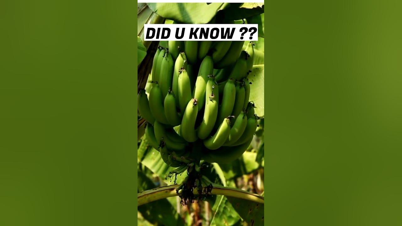 Hidden Fact!! Bananas have poison - YouTube
