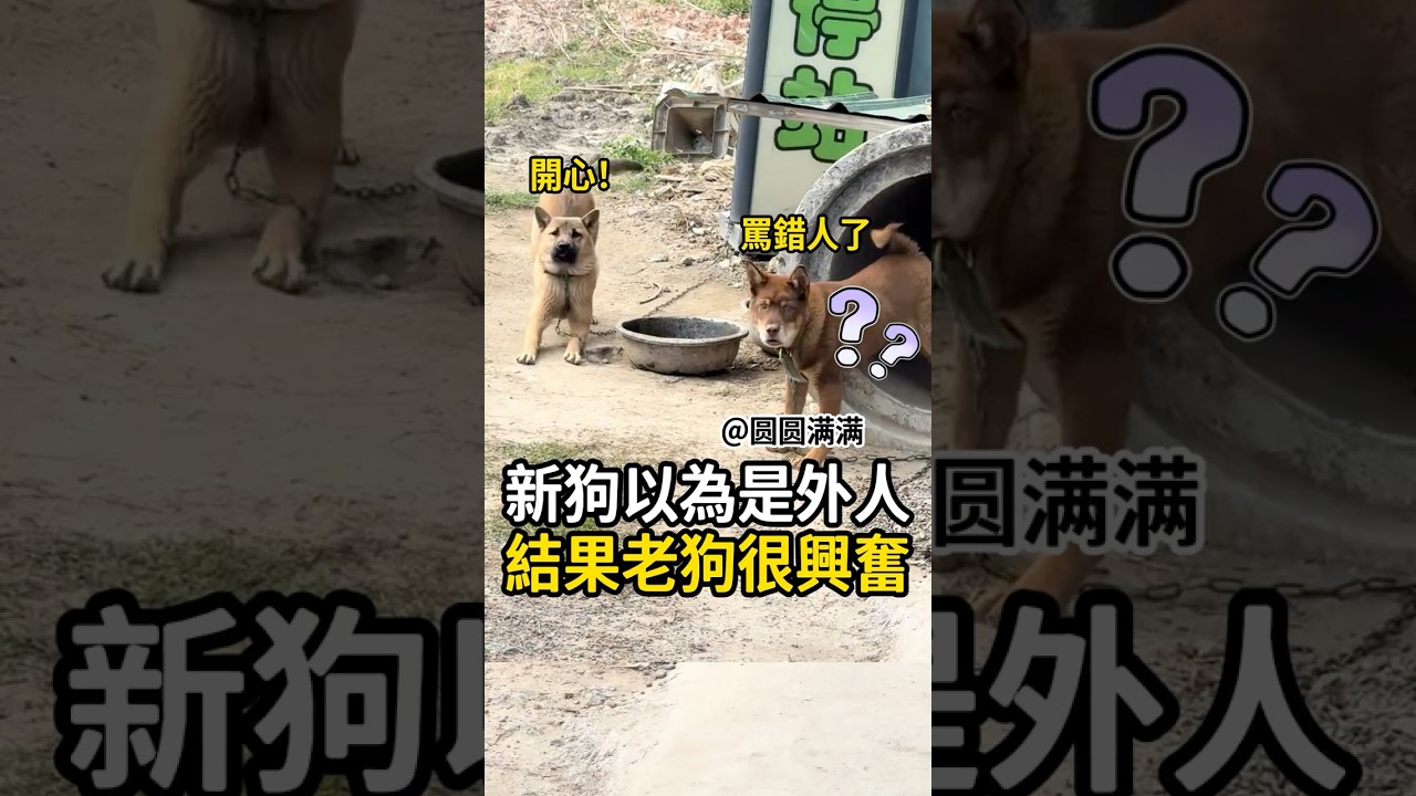 會看臉色行事的狗狗😂